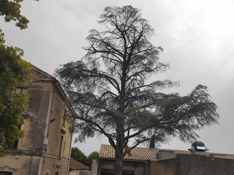 Chantier école Cadenet - démontage d'arbre dangereux