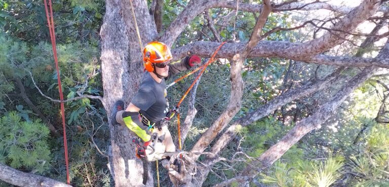 Nettoyage de pins d'Alep à la Gavotte (Pennes Mirabeau)