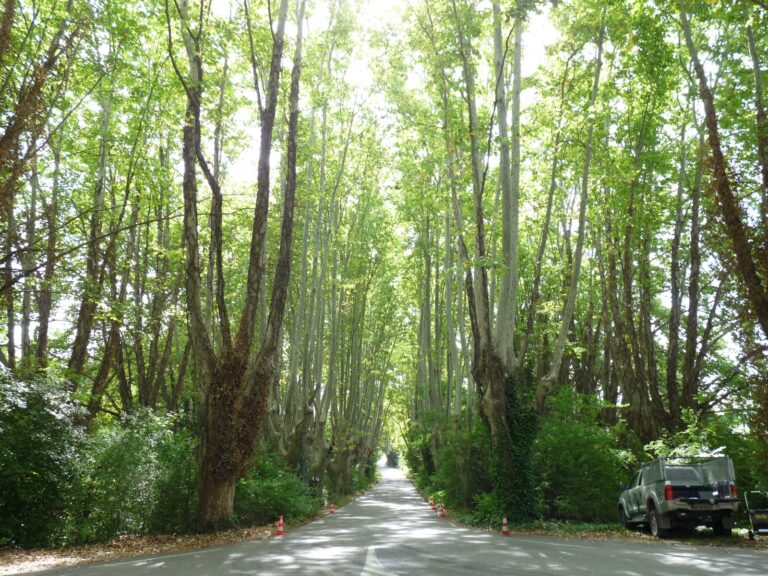 D37 la motte d'aigues